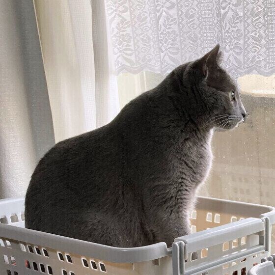 ロシアンブルーのほたるくん