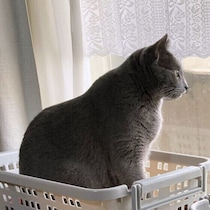 雨が続くと猫にどんな影響がある？獣医師に聞いてみた