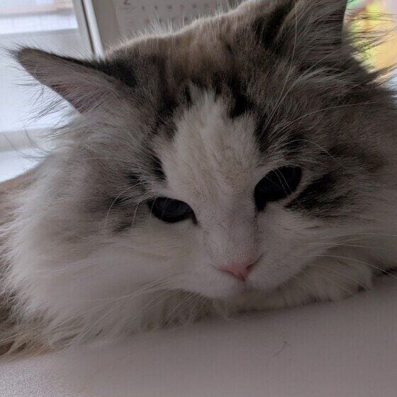 ミー  ラグドール　ちょっちょ　眠いかも