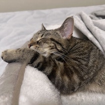 深夜になると猫が急にくっついてくるのは、なぜ？　理由や注意したい変化を獣医師が解説