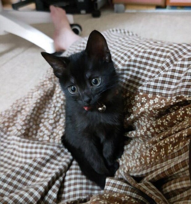 飼い主さんの足の間に座る猫