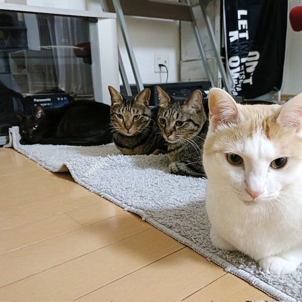 ４匹の猫