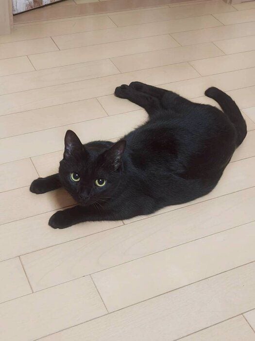 上目遣いの猫