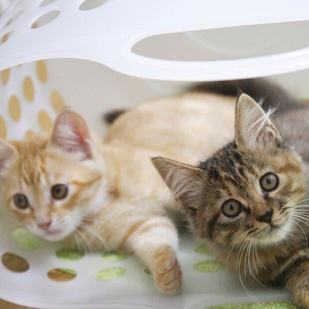 バスケットに入る2匹の猫