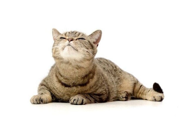 目を細める猫