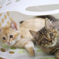 かかると命にかかわるものも 猫のウイルス感染症の感染源や予防法を知ろう