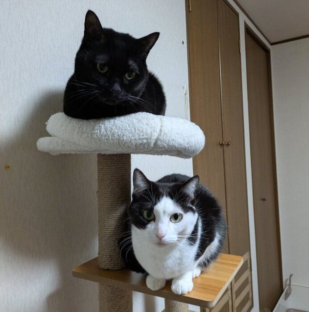 もなかくんと豆大福ちゃん