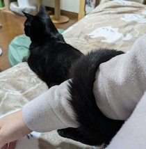 飼い主の腕にしっぽを“くるん”と巻きつける黒猫　「独特な甘え方」がXで12万“いいね”の大反響！
