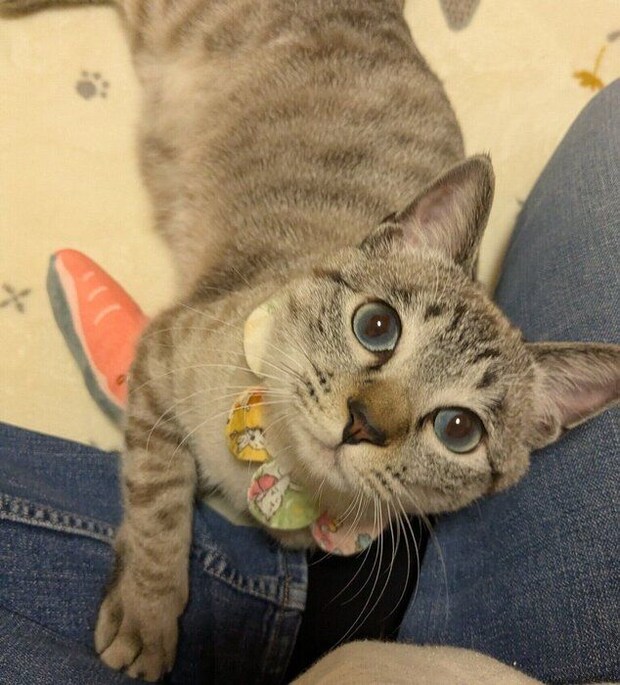 飼い主さんに甘えるモモちゃん。
