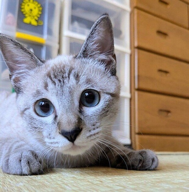 地元の名産品である「桃」から、「モモちゃん」と名付けられました（撮影時、生後推定4カ月）。