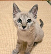 生後2カ月で迎えた保護子猫→10カ月の今はたくましく成長！　ブレない食いしん坊ぶりにクスッ