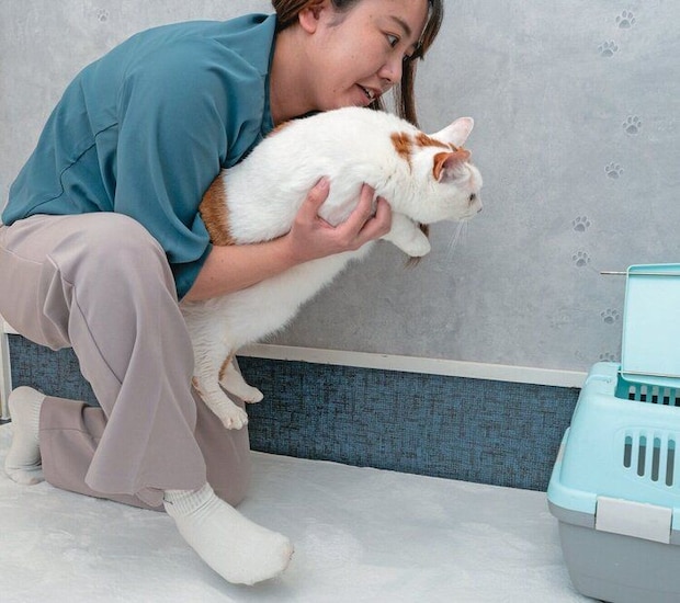 猫に体を密着させて持ち上げる様子