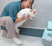 愛猫がキャリーケースに入ってくれない！ 上手に体を押さえてスムーズにキャリーIN