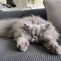 愛猫に「ごめんね」は伝わる？ハプニングが起こったときの対処法を獣医師に聞いた！