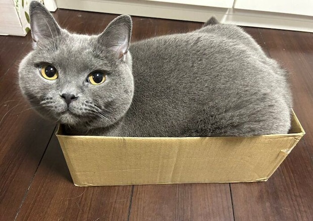段ボール箱に入るシャルトリュー