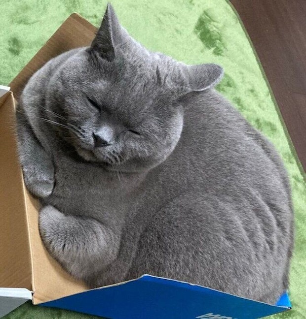 くつろいでいるシャルトリュー