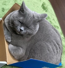 箱の中ではなくフタに入る猫　「入るのそっち!?」とツッコミたくなる愛らしい姿が約1万の“いいね”で大きな話題に！
