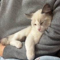 腕の中で眠る生後3カ月のラグドールの子猫→約1年後、抱えるほど大きくなった姿にほっこり！