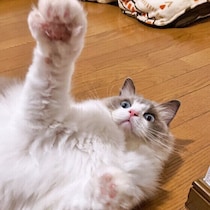 遊びに応じている可能性も？　猫が人にパンチをする理由・心理とは