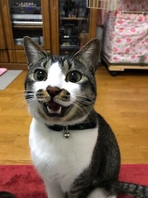 これまで鳴かなかった猫が急に鳴くように…飼い主さんが知っておきたい理由と対応策