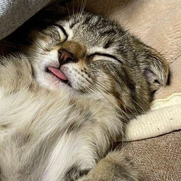 舌をチョロッと出しながら眠るポテくん