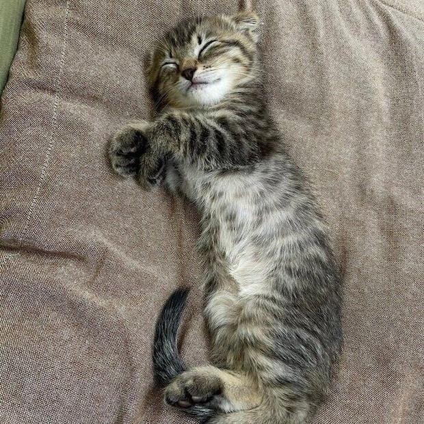笑顔を浮かべて眠るポテくん