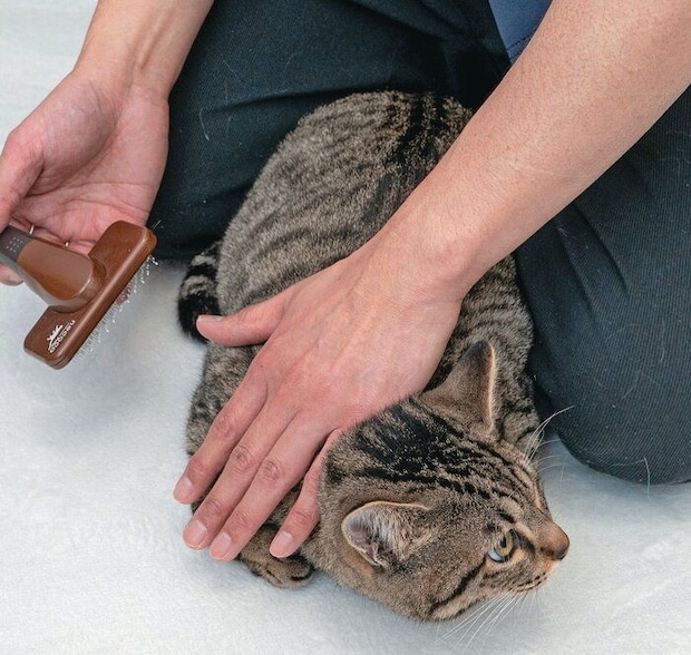 片手を首の後ろに添えて保定する様子