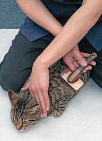 リラックス＆ツール選びがカギ！ 猫のブラッシング時の体の押さえ方