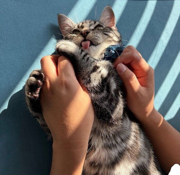 飼い主さんとじゃれ合うやくもくん
