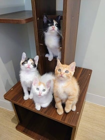 沖縄の猫を守る拠点とは？「沖縄県動物愛護管理センター」の取り組み