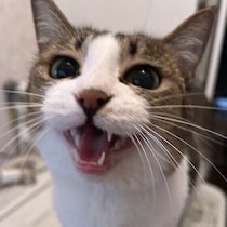 夜中に猫の「夜鳴き」が増えるのはなぜ？　飼い主さんができる対応を獣医師に聞いた