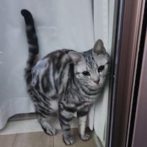 子猫の“遊び道具”になることも!?　意外と知られていない猫のしっぽの役割