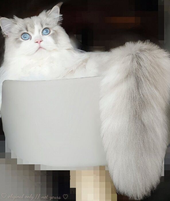 大きな尻尾の猫