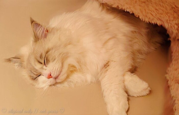眠っている猫