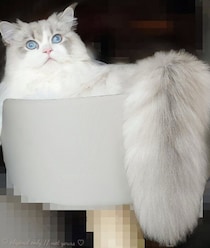 窓の外を眺める猫　大きくてフワフワなしっぽが「まるで造り物のようですごい」