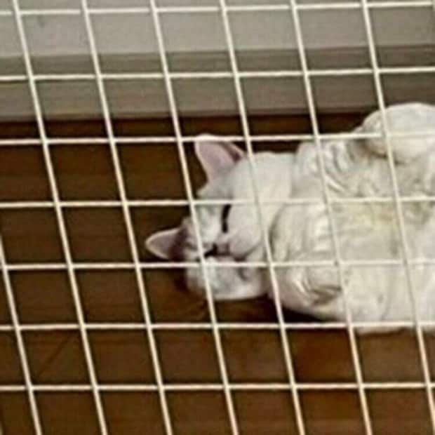 お子さんの部屋の前で寝転がるラフくんの表情