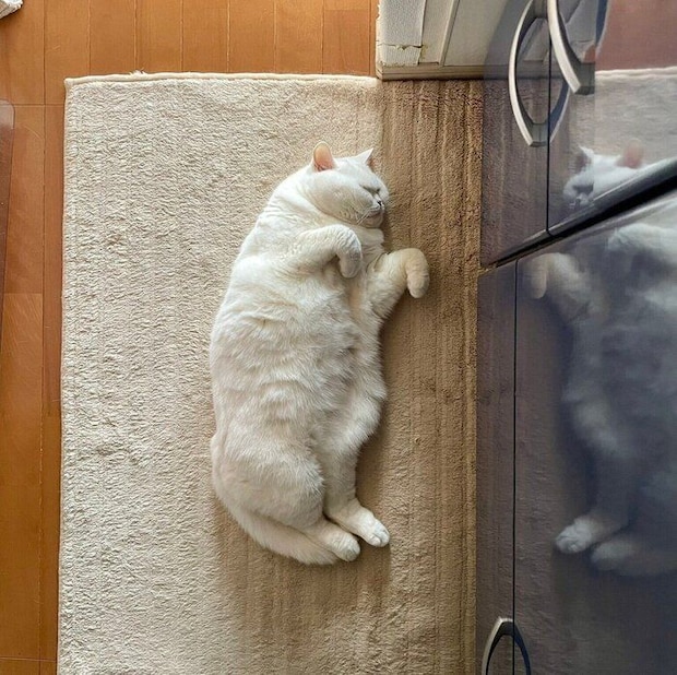 この日はキッチンに転がっているラフくん