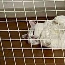 部屋の出入りを止められた猫がもくろむことは？「なんか気まずい」お子さんから届いた写真にクスッ