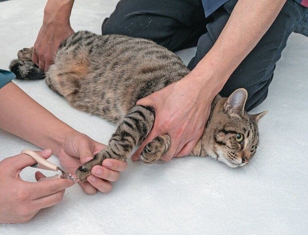 2人がかりで保定される猫