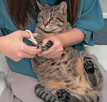 猫の「爪切り」がグッとスムーズに！ 猫に負担をかけない体の押さえ方