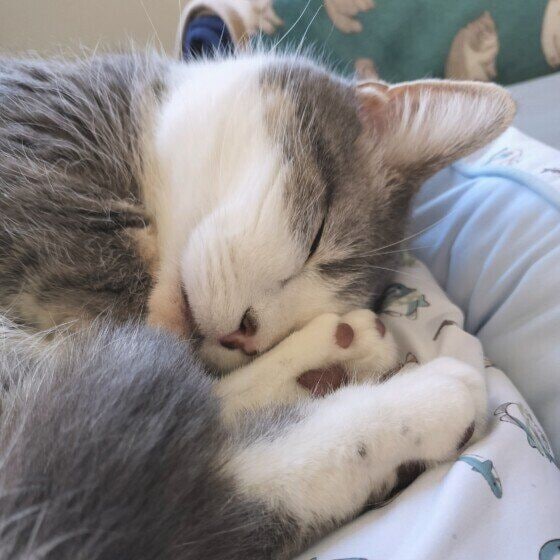 ゆきち　すやすや