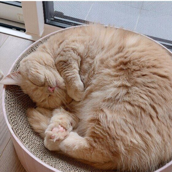 もも  マンチカン　お昼寝