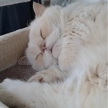最近、猫の寝方が変わった……と心配な飼い主さんへ　変化の理由や注意したいポイントを獣医師が解説
