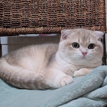 猫がしっぽの先をプルプルさせているときは？ しっぽでわかる猫の気持ちを解説！