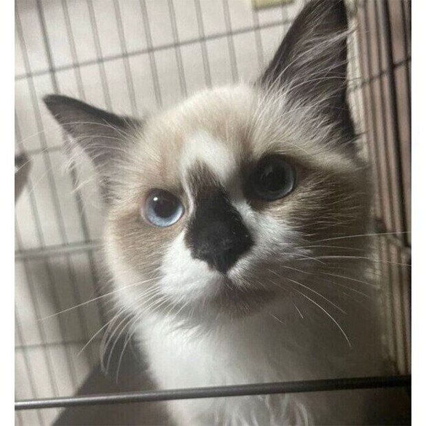 家族に迎えたころのちゃこまるくん。