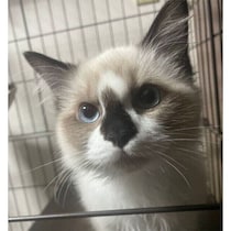 「顔の中心の黒い模様」が印象的な子猫→2カ月後には、毛色が“焦げた”!?　短期間での成長ぶりにほっこり