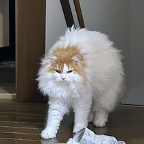 猫を怒らせたことがある飼い主は7割以上！どうやって機嫌を取ればいい？獣医師に聞いた