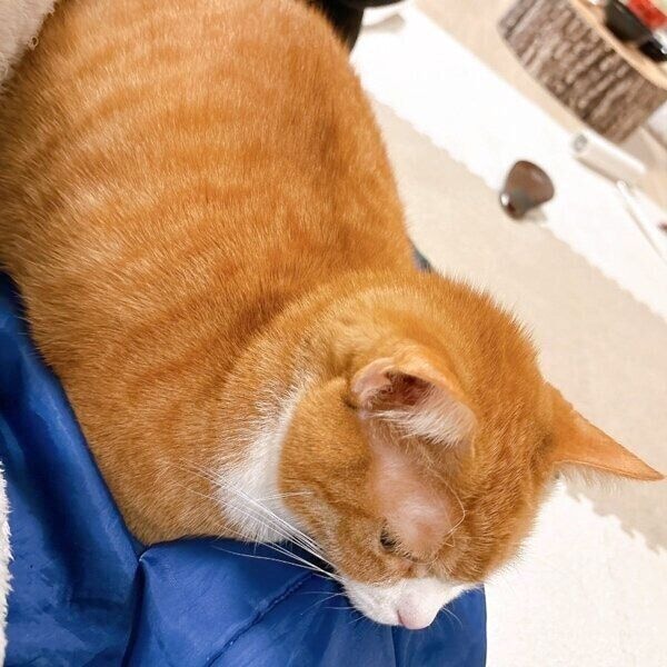 お腹に寄り添ってくれたきなこちゃん