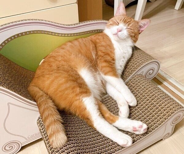 爪とぎでまったりするきなこちゃん