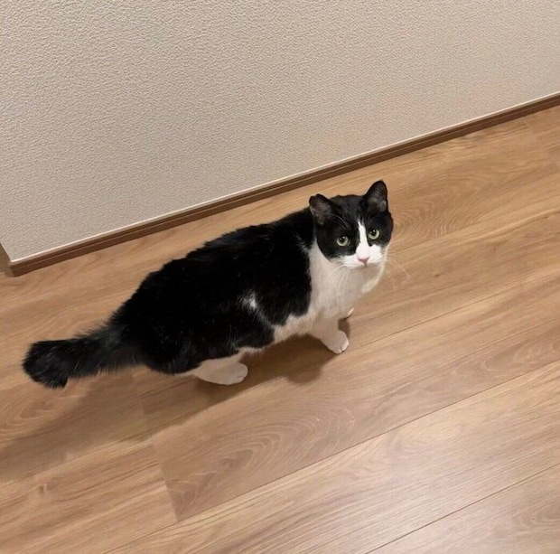 お風呂に向かう飼い主さんを心配そうに見つめるこんぶくん